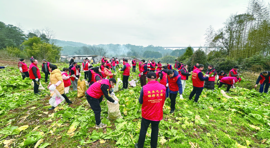 志愿者助農收砍青菜頭 記者 張小燕 攝.png