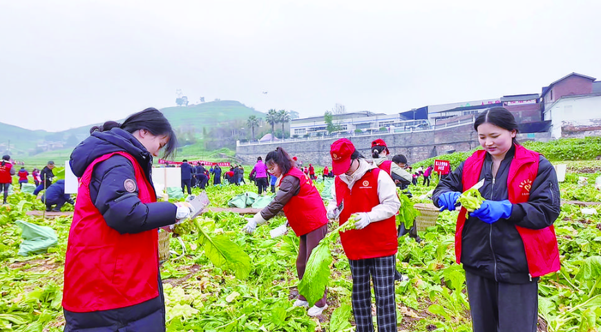 志愿者分工收砍青菜頭 記者 劉雷 攝.png